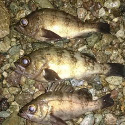 フロートメバリングで。